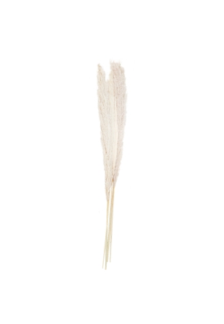 Ginger Ray PAM-543 Pampas Grass Wit