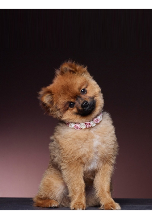 Poirier SAM-03 Halsbandje ()